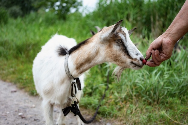 Fazendeiro alimentando cabra com cereja