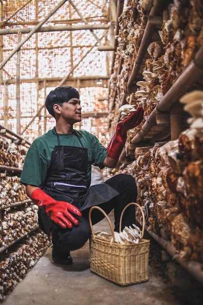 Fazendeiro asiático feliz sorrindo enquanto olha para o cogumelo em sua mão Bem-sucedido no cultivo de cogumelos orgânicos