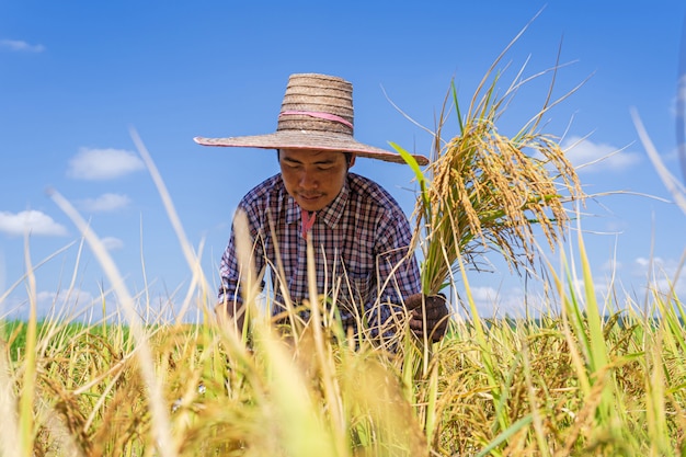 Foto fazendeiro asiático trabalhando no campo de arroz sob o céu azul