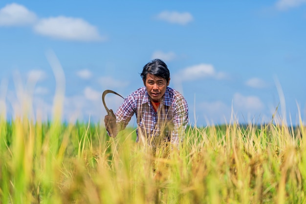 Fazendeiro asiático trabalhando no campo de arroz sob o céu azul