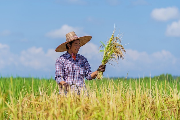 Fazendeiro asiático trabalhando no campo de arroz sob o céu azul