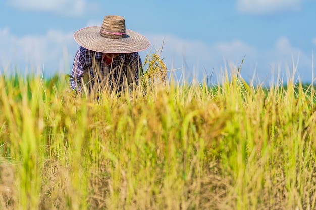 Fazendeiro asiático trabalhando no campo de arroz sob o céu azul