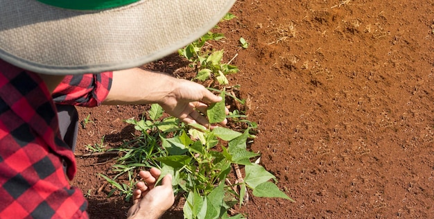 Fazendeiro bonito em um campo de plantação de quiabo. imagem do conceito de semeadura de agricultura.