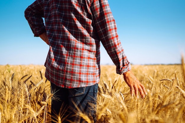 Fazendeiro caminhando pelo campo, verificando a safra de trigo. Brotos de trigo nas mãos do fazendeiro