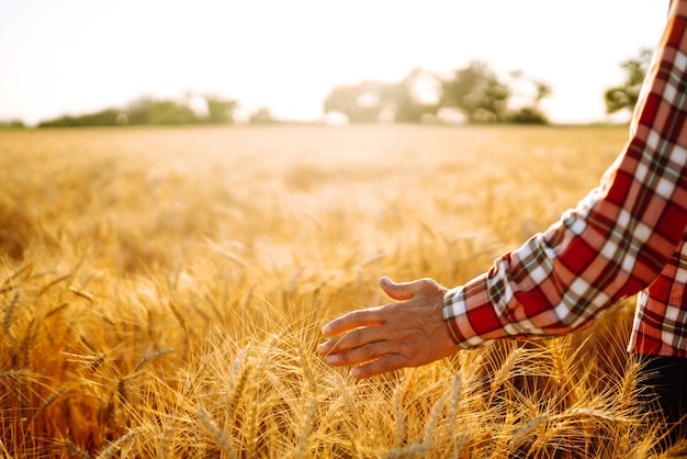 Fazendeiro caminhando pelo campo, verificando a safra de trigo. Brotos de trigo nas mãos do fazendeiro