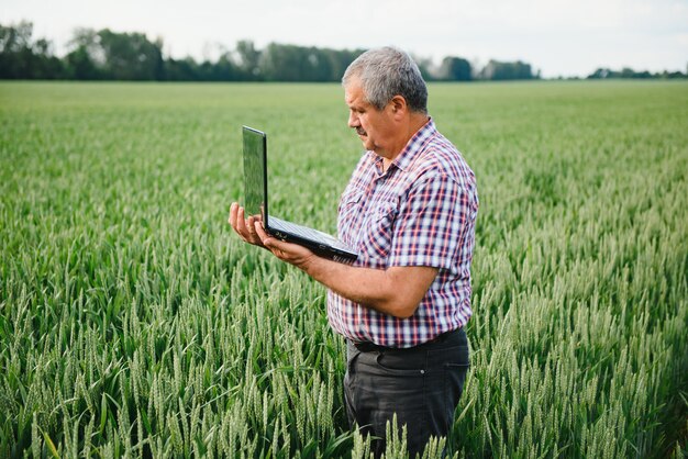 Fazendeiro com laptop inspecionando trigo no campo