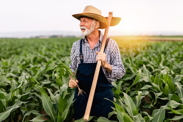 Foto fazendeiro de barba de sessenta anos trabalhando em seu campo de cultivo de milho.