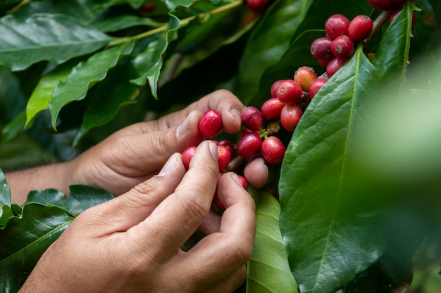 Foto fazendeiro de café colhendo grãos de cereja maduros