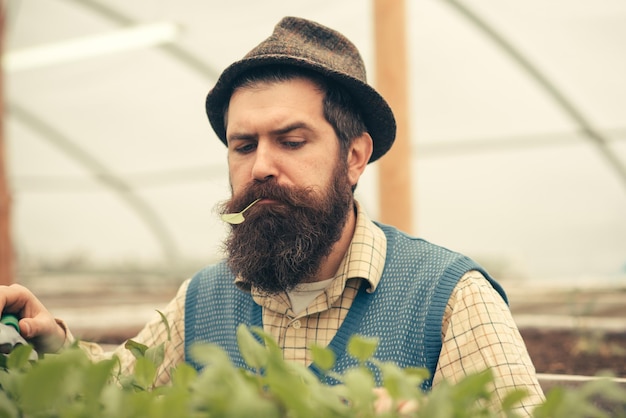 Fazendeiro de homem. barbudo homem agricultor crescendo plantas. homem agricultor em estufa. homem agricultor trabalha com plantas verdes.