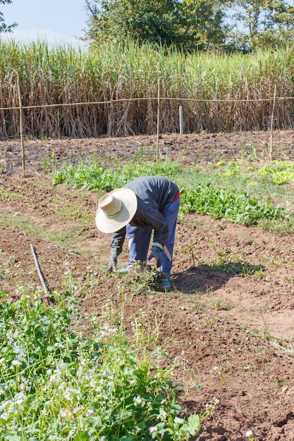 Fazendeiro de jardinagem