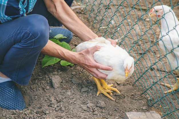 Fazendeiro do homem que guarda uma galinha em suas mãos.