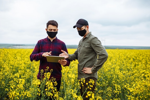 Fazendeiro e agrônomo com máscaras examinam campos de colza em flor usando um tablet