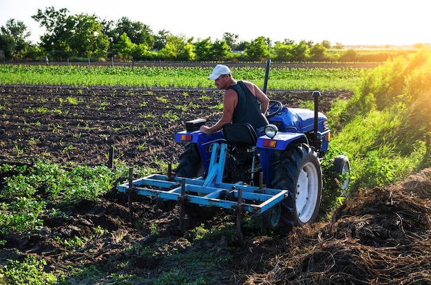 Fazendeiro em um trator cultiva uma plantação de batata Cuidados com a plantação Máquinas agrícolas