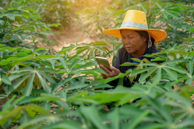 Fazendeiro esperto da mulher que guarda a tabuleta que está no campo da mandioca para verificar seu campo da mandioca. Agricultura e conceito de sucesso fazendeiro inteligente