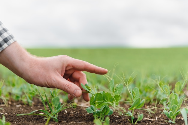 Fazendeiro está estudando o desenvolvimento de ervilhas vegetais. O agricultor está cuidando das ervilhas verdes no campo. O conceito de agricultura