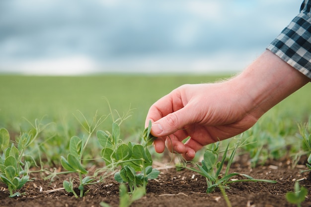 Fazendeiro está estudando o desenvolvimento de ervilhas vegetais. O agricultor está cuidando das ervilhas verdes no campo. O conceito de agricultura