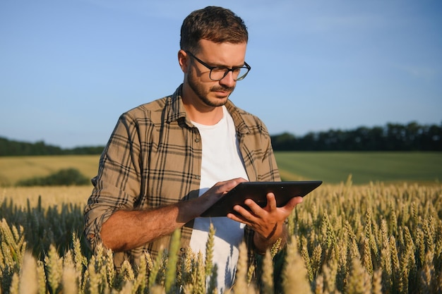 Fazendeiro examinando plantações agachadas na fazenda de trigo