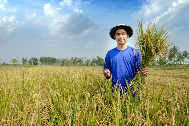 Fazendeiro feliz colheita paddy no campo de arroz tailândia