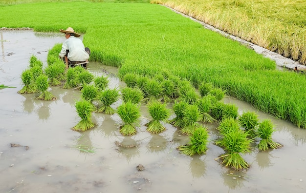 Fazendeiro idoso trabalhando em plantações de arroz