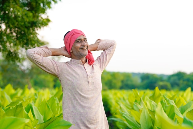 Fazendeiro indiano feliz no campo de agricultura de açafrão verde