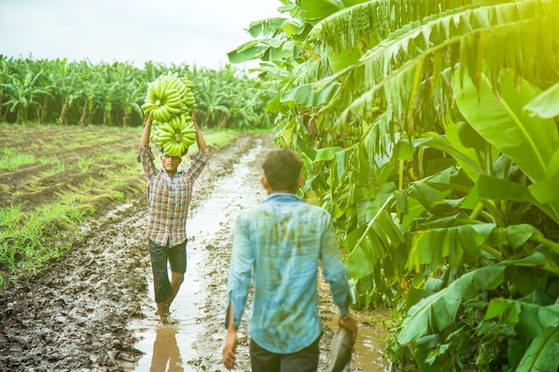 Fazendeiro indiano no campo de banana