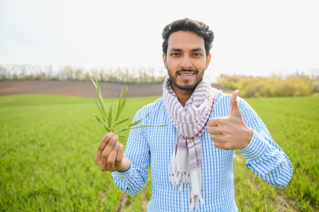 Fazendeiro indiano segurando a planta de colheita em seu campo de trigo