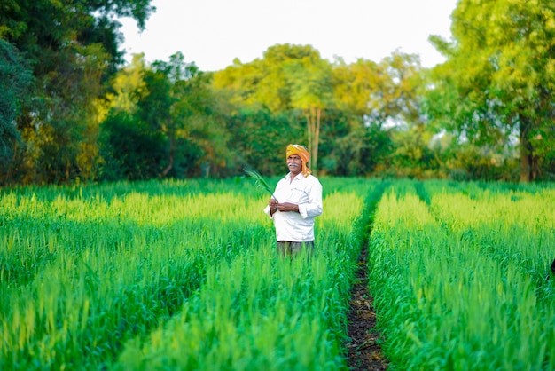 Fazendeiro indiano segurando a planta de colheita em seu campo de trigo