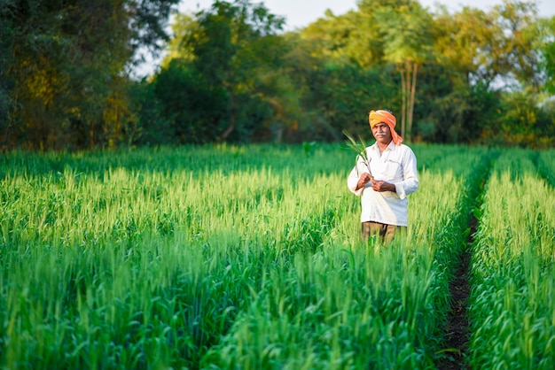 Fazendeiro indiano segurando a planta de colheita em seu campo de trigo