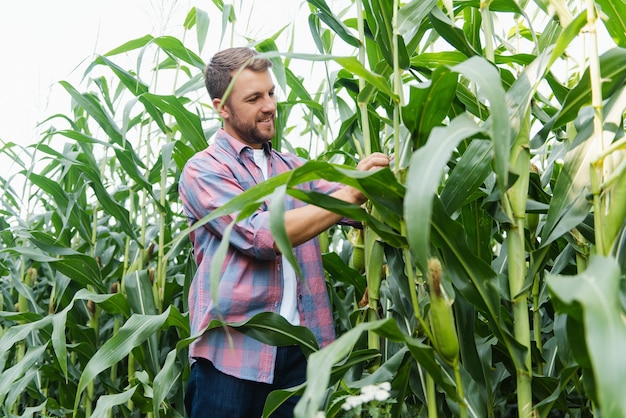 Fazendeiro inspecionando campo de milho e desviando o olhar