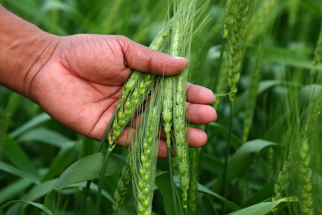 Fazendeiro mantém trigos verdes em uma fazenda