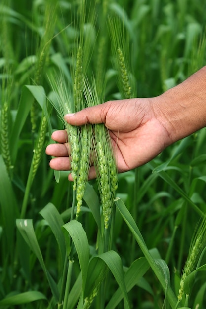 Fazendeiro mantém trigos verdes em uma fazenda