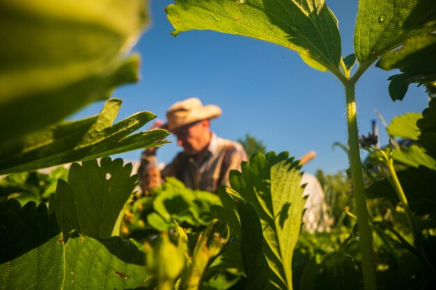 Foto fazendeiro no jardim da fazenda entre plantas e canteiros conceito de jardinagem trabalho sazonal agrícola na plantação