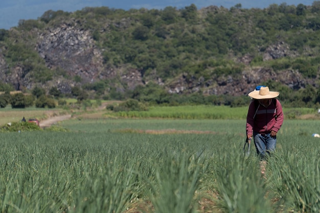 Fazendeiro pulverizando fertilizantes em um campo de cebola