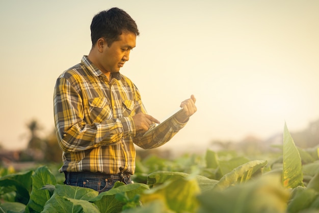 Foto fazendeiro que pesquisa a planta na exploração agrícola de tabaco. conceito de agricultura e cientista.