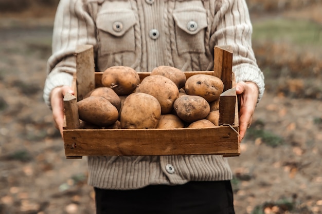 Fazendeiro que realiza nas mãos a colheita das batatas no jardim. Vegetais organícos. Agricultura.