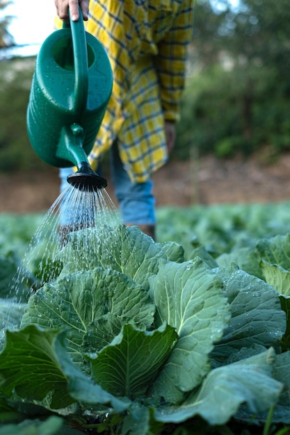 Fazendeiro regando jardim de repolho com lata de água