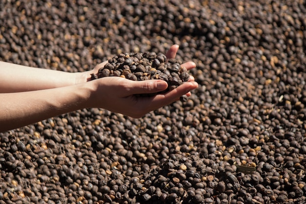 Fazendeiro segurando grão de café seco
