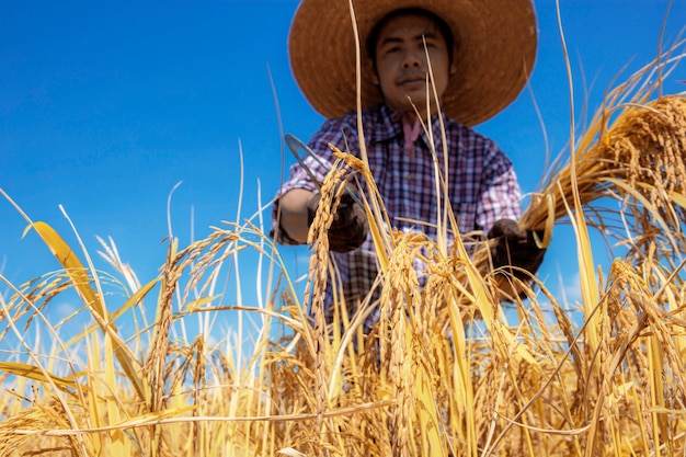 Fazendeiro tailandês que colhe no campo.