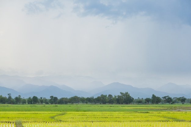 fazendeiros de arroz plantando arroz.