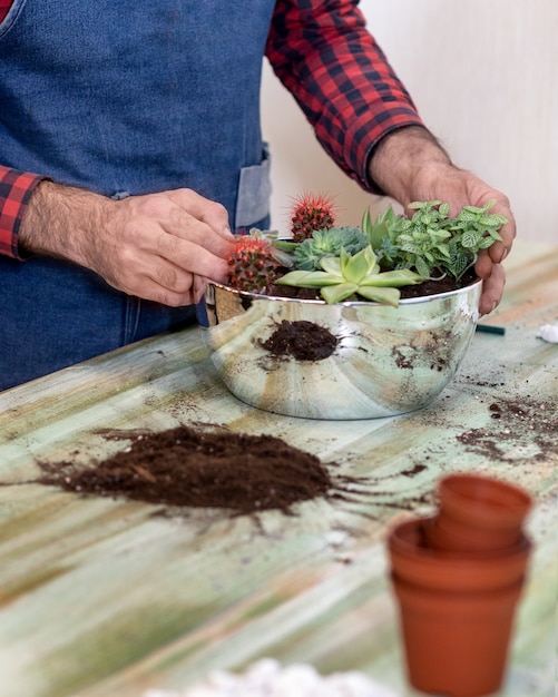 Fazendo jardineiro, plantando terrários com suculentas, cactos