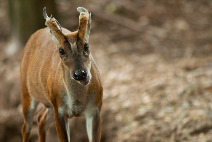 Fea, latindo, veado, ou, assim, chamado, funt, muntjac, (Muntiacus, feae), natureza
