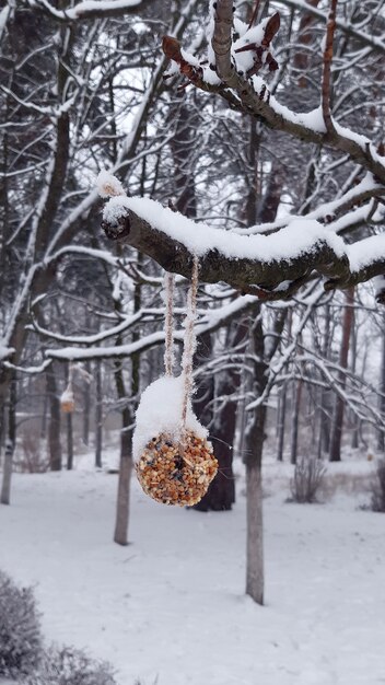 Feading Ringkuchen für Vögel mit Samen, Nüsse im Winter