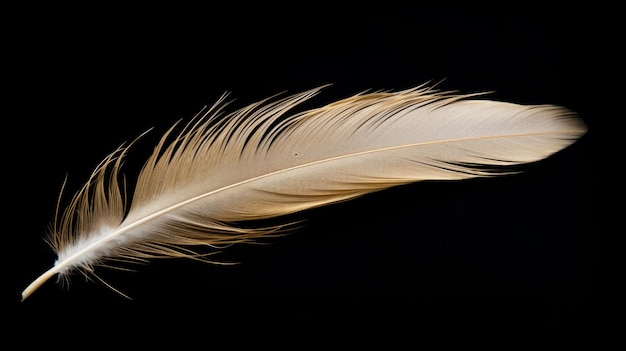 Feather visuelles Fotoalbum voller eleganter und schöner Momente