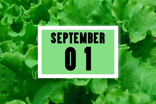 Fecha del calendario en la fecha del calendario en el fondo de hojas de lechuga verde 1 de septiembre