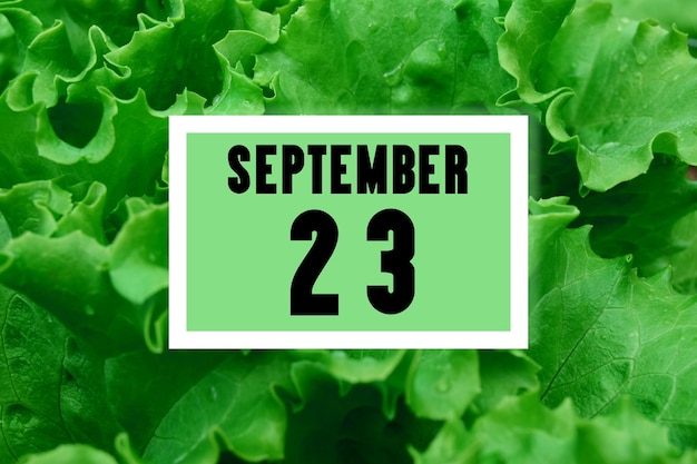 Fecha del calendario en la fecha del calendario en el fondo de hojas de lechuga verde 23 de septiembre