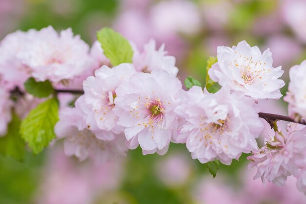 Fechado de flor de cerejeira