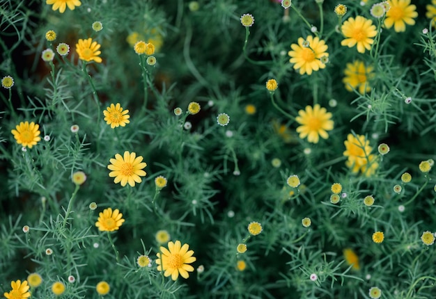 Fechado de flor de margarida amarela no fundo da natureza