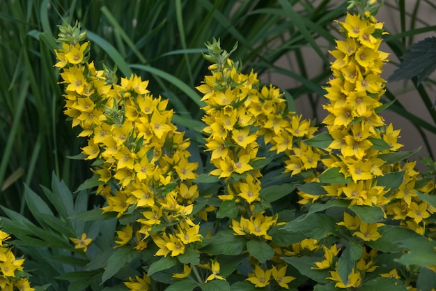 Fechado de fundo de flor de crisântemo amarelo no jardim