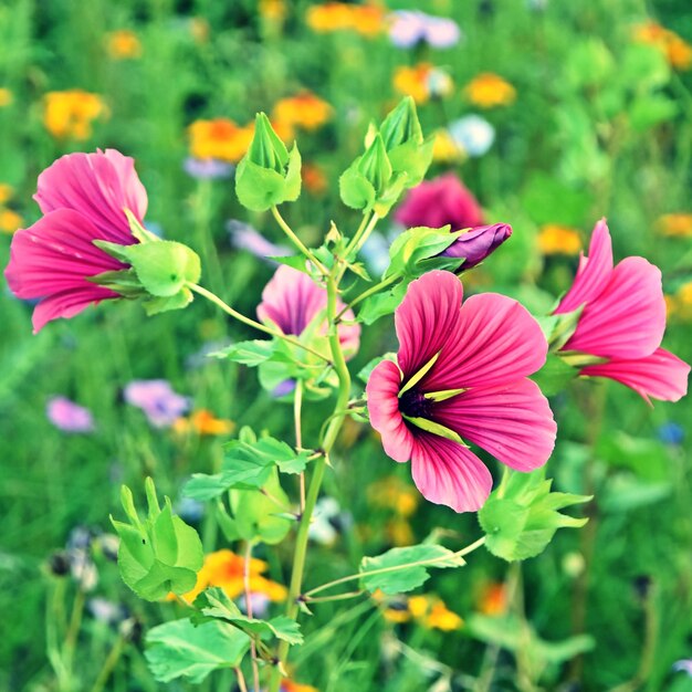 fechado de lindas flores de verão