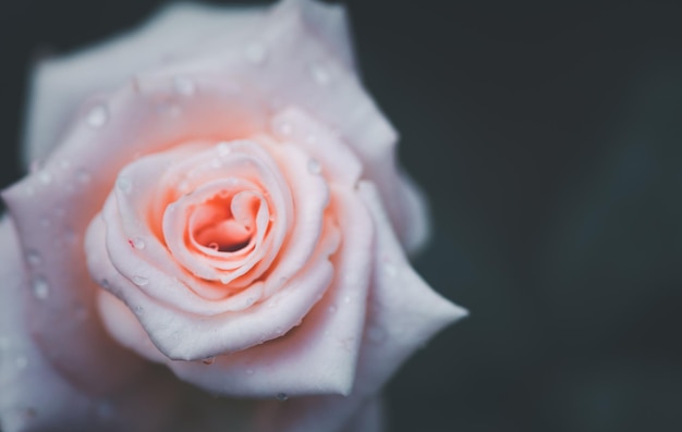 Fechado de rosas cor-de-rosa claras sobre fundo preto Vista superior e cópia espaço flor e amor